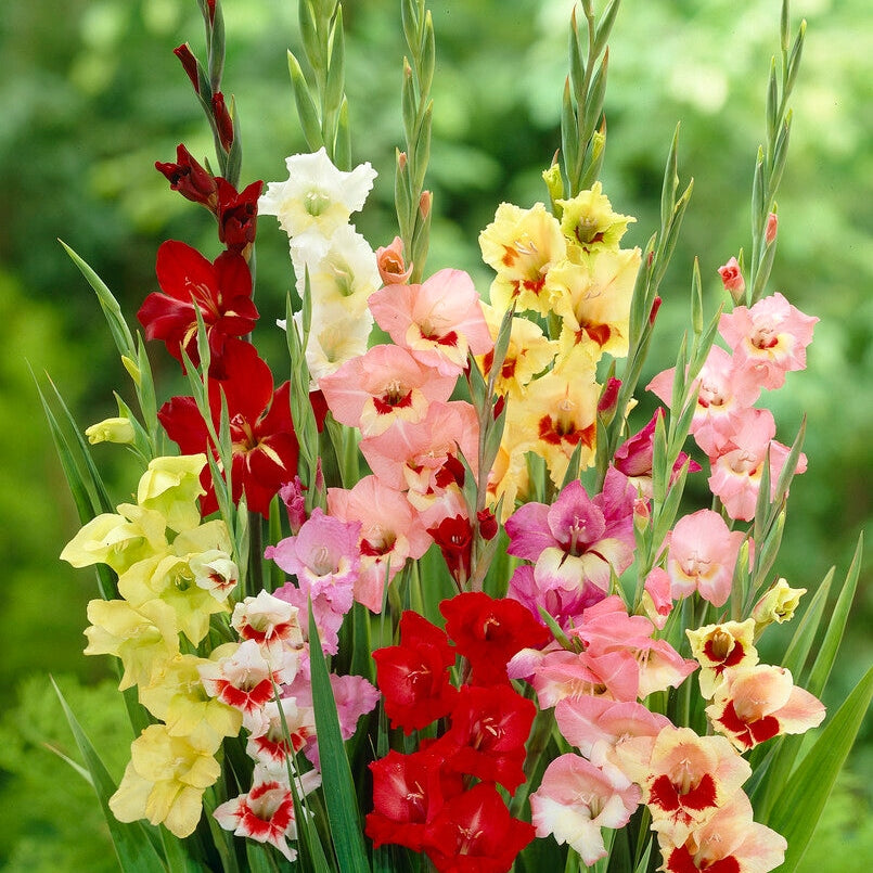 Gladiolus Butterfly 10-pakning